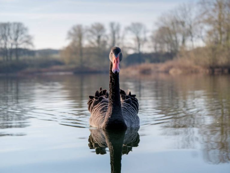 la théorie du cygne noir : impact sur la stratégie d'entreprise